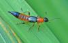 Paederus sp.
